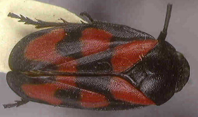 Cercopis vulnerata